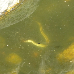 Thamnophis cyrtopsis cyrtopsis