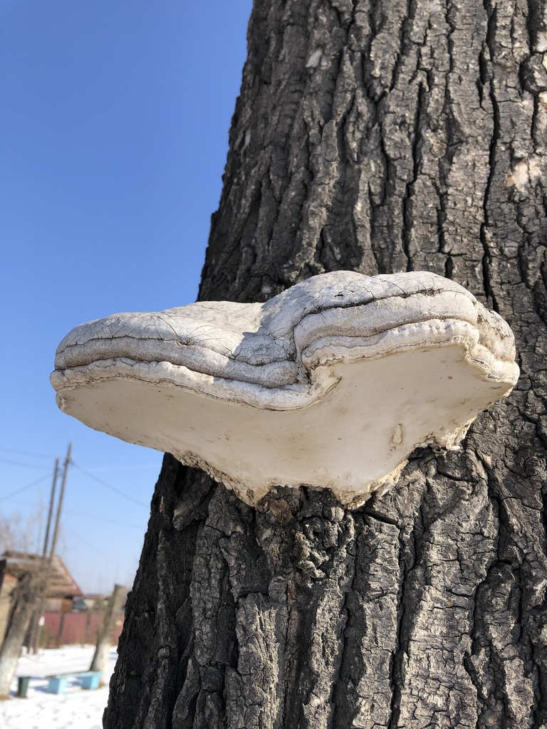 Fomes fomentarius · March 2025 · photo: © ro_ko (iNaturalist, cc-by)