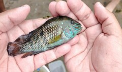 Stalsberg's Cichlid photo 5