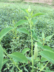 Sphenoclea zeylanica