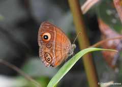 Mycalesis patnia