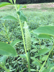 Sphenoclea zeylanica