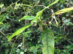 Coprosma tenuifolia