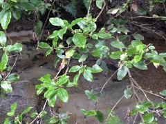Coprosma tenuifolia