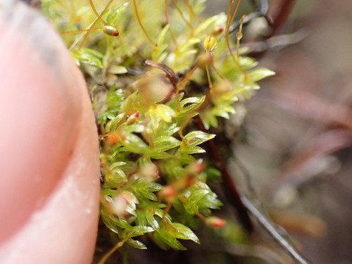 Image of Fissidens crispus by no rights reserved