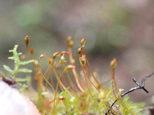 Herzog's Pocket-moss (Fissidens crispus)