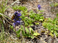 Veronica allionii