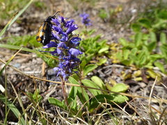 Veronica allionii