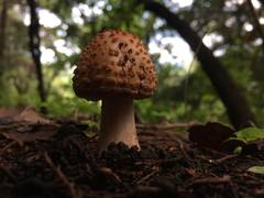 Amanita brunneolocularis