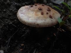 Amanita brunneolocularis