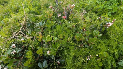Image of Rhaphiolepis umbellata by no rights reserved
