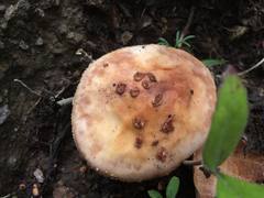 Amanita brunneolocularis