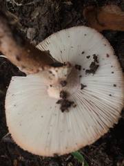 Amanita brunneolocularis