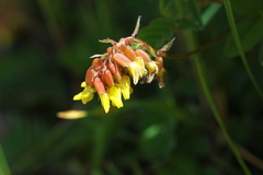 Astragalus monadelphus