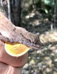 Anolis jubar oriens