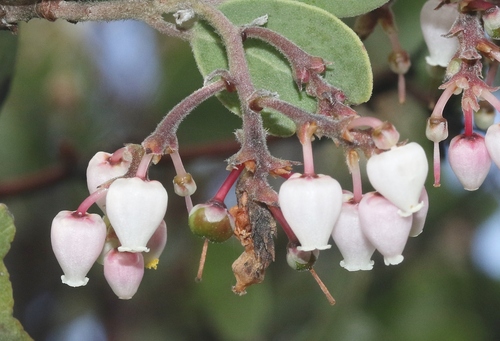 Arctostaphylos manzanita ssp. glaucescens