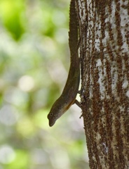 Anolis jubar oriens