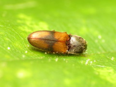 Horistonotus curiatus