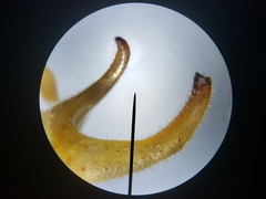Lea floridensis