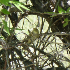 Empidonax difficilis