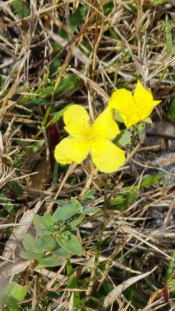 Fourpetal St. Johnswort