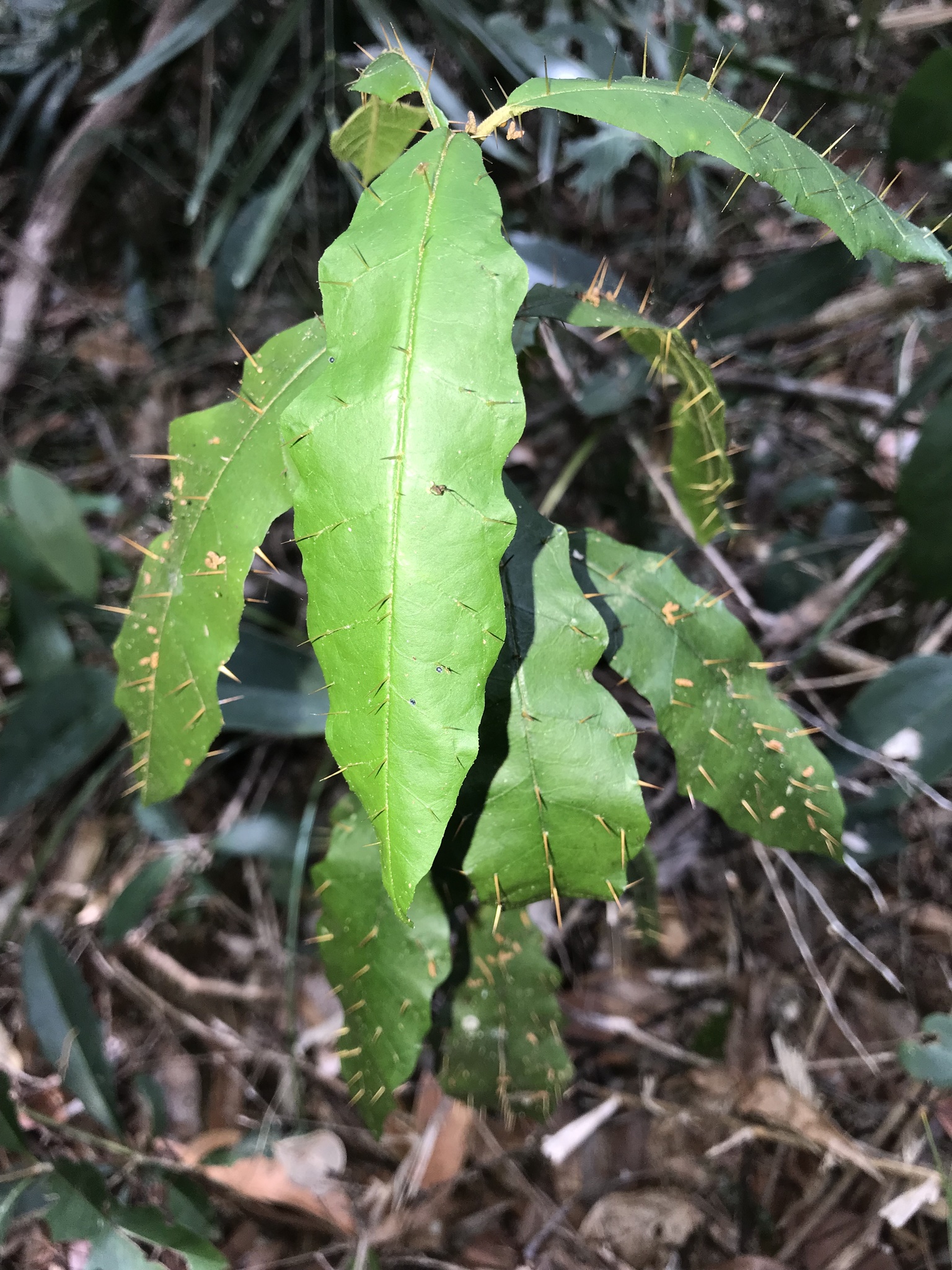 Solanum defensum