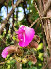 Dipogon lignosus