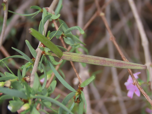 Image of Cryptolepis decidua by no rights reserved
