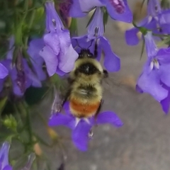 Bombus rufocinctus
