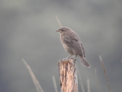 Spodiornis rusticus