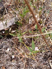 Acmispon parviflorus