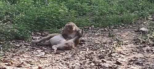 Rhesus Macaque