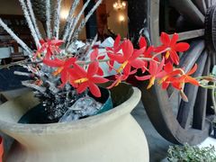 Prosthechea vitellina