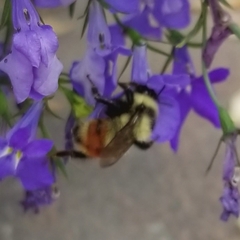 Bombus rufocinctus