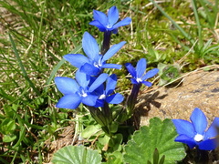 Gentiana brachyphylla