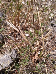 Acmispon parviflorus