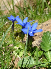 Gentiana brachyphylla