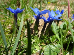 Gentiana brachyphylla