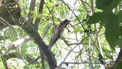 Nyctibius jamaicensis