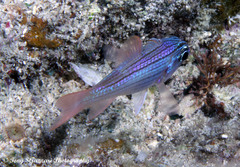 Ostorhinchus multilineatus