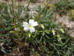 Cerastium tomentosum