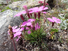 Dianthus pavonius