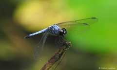 Brachydiplax sobrina