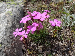 Dianthus pavonius