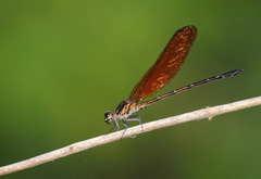Euphaea lara