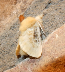 Megalopyge crispata