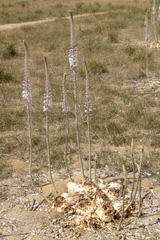 Drimia maritima