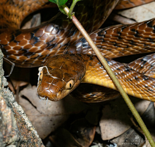 Brown Tree Snake sighting