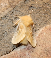 Megalopyge crispata