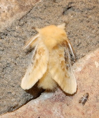 Megalopyge crispata